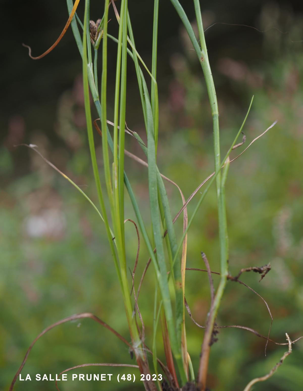 Rush, Slender leaf